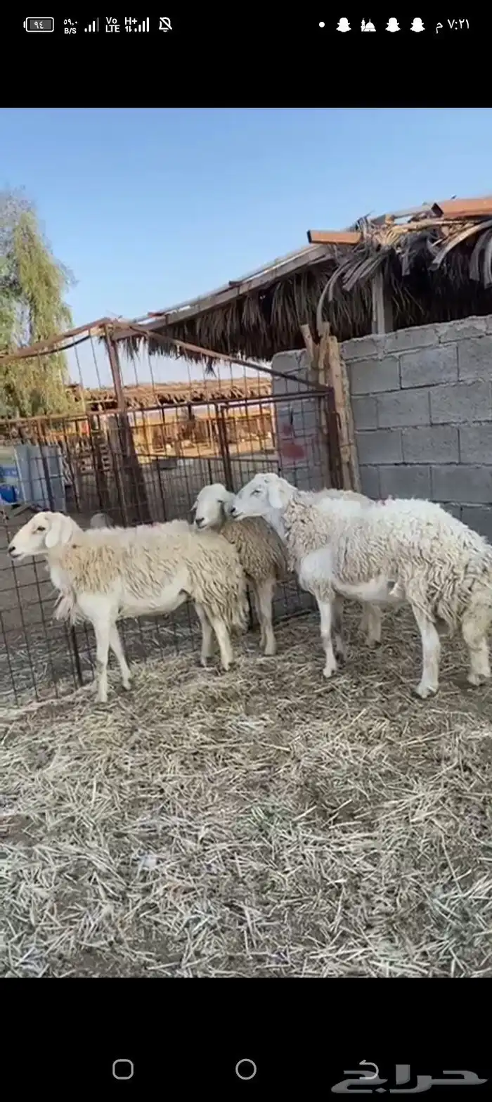 للبيع فحول حريات 2