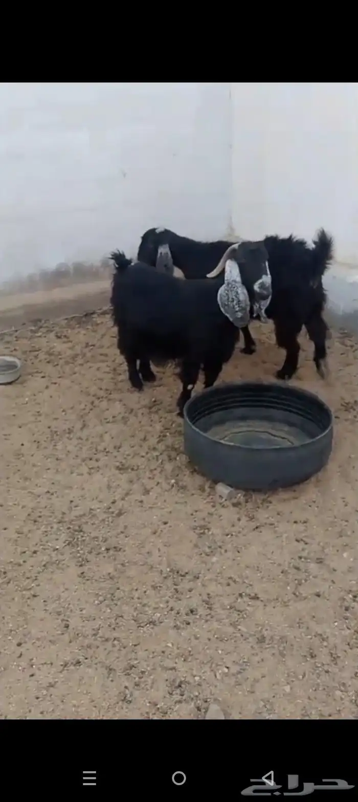 معزع معزه عوارض دفيع 2