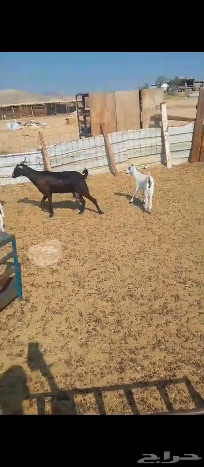 ماعز   بيشية العدد 2 تحت كل واحدة واحد 1