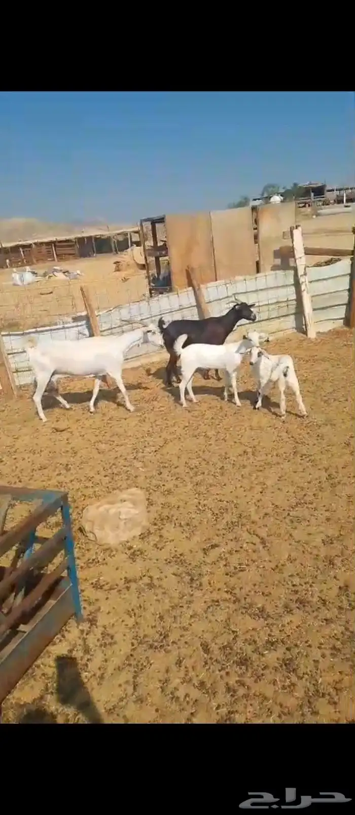 ماعز   بيشية العدد 2 تحت كل واحدة واحد 0