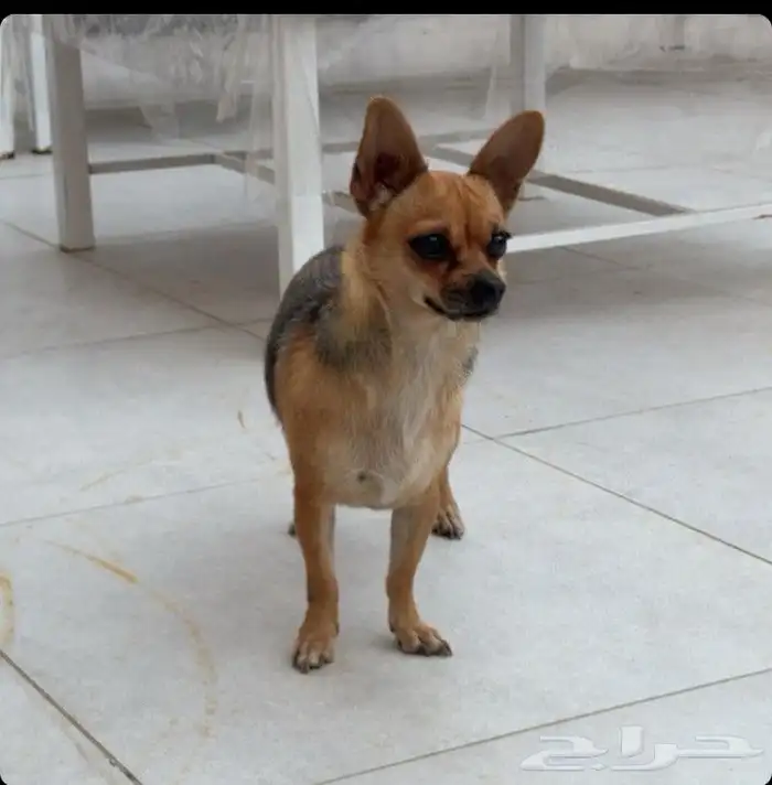 كلب شيواوا مكسيكي تي كب فيس التفاحه 3