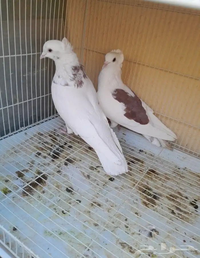 قطايف قلاب 0