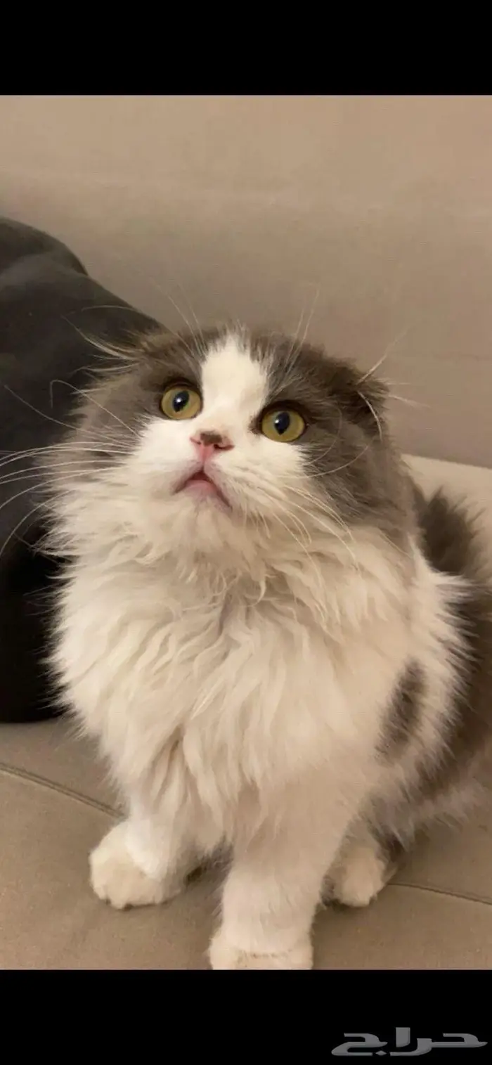 قط سكوتش ذكر للبيع بالدمام 2