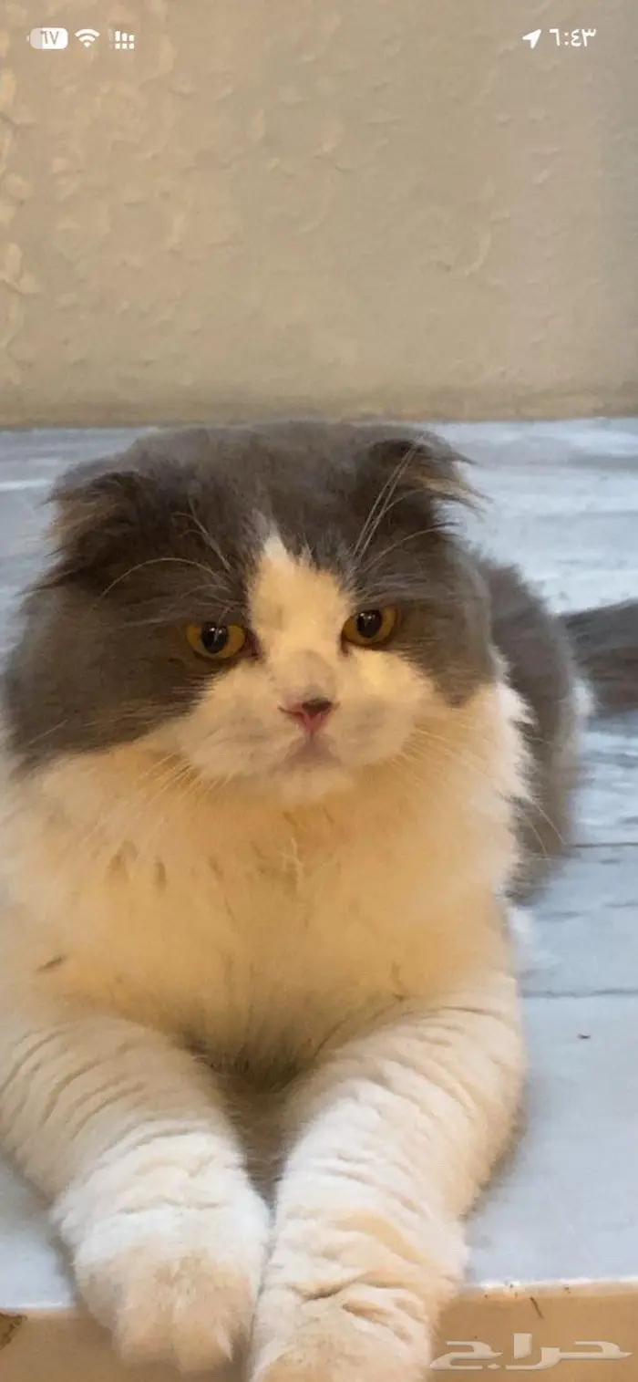 قط سكوتش ذكر للبيع بالدمام 0