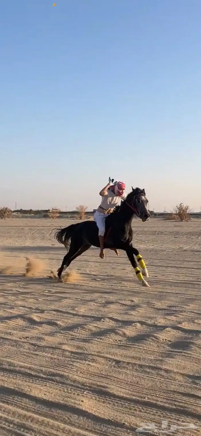 مهر شعبي سبوق سبوق لتعدونه يهل السبق 1