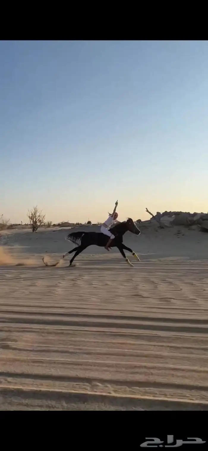 مهر شعبي سبوق سبوق لتعدونه يهل السبق 2