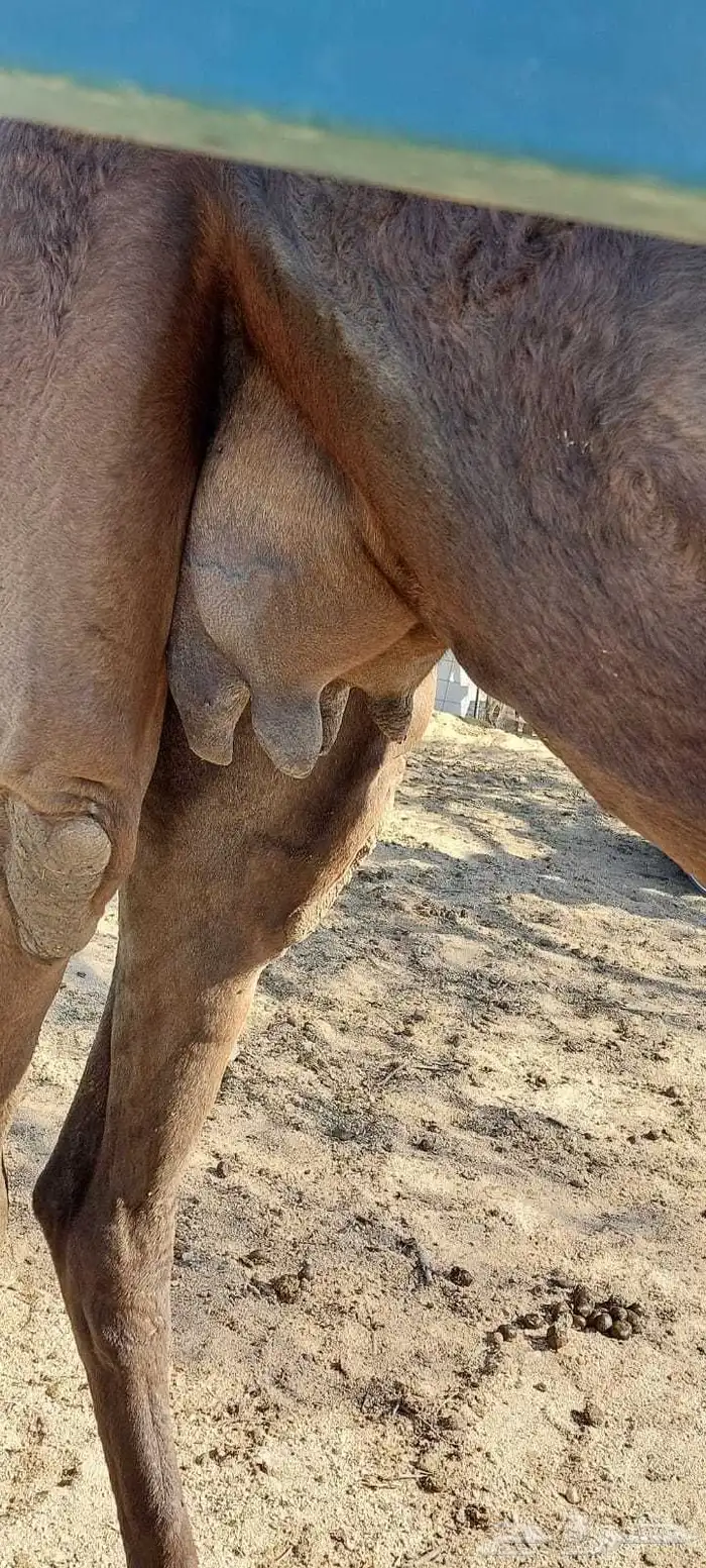 الناقه هذي مات امس ولدها لها 28 يوم سنها شاق نابه والحليب 1