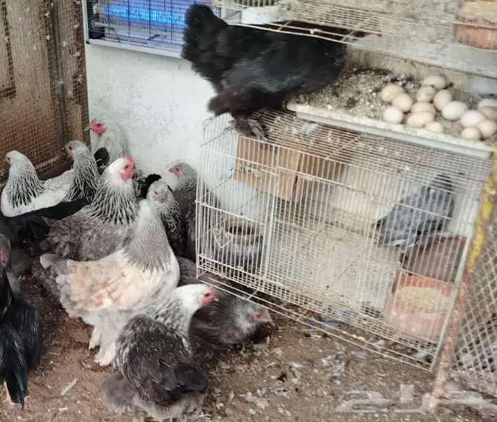 للبيع مجموعة براهما   فرصة ما تتكرر 2