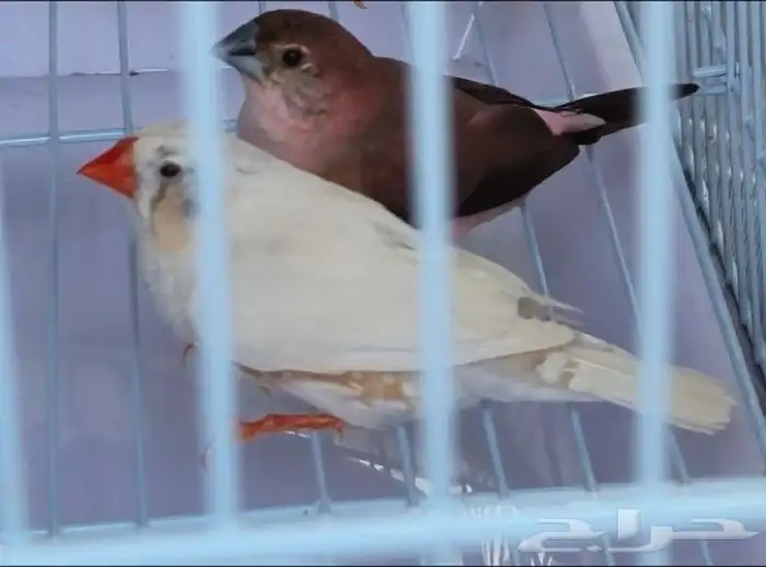 طيور زيبرا 1