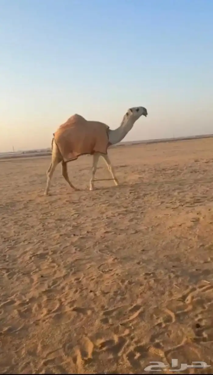 قعود كفووو 0