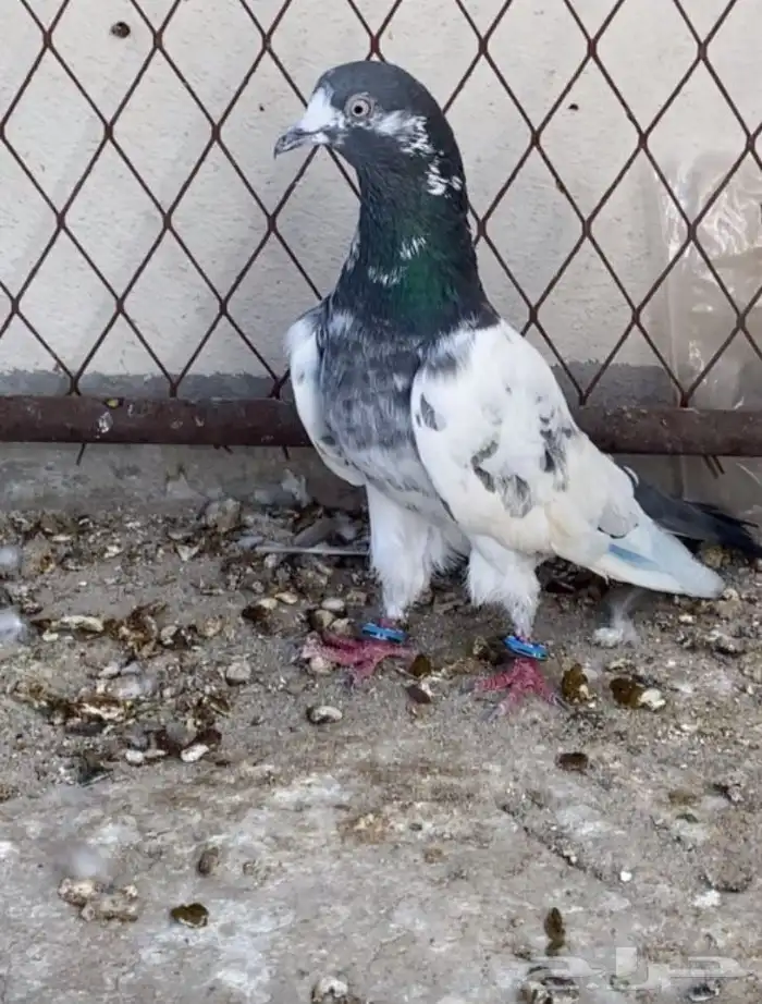 صلو علا النبي 1