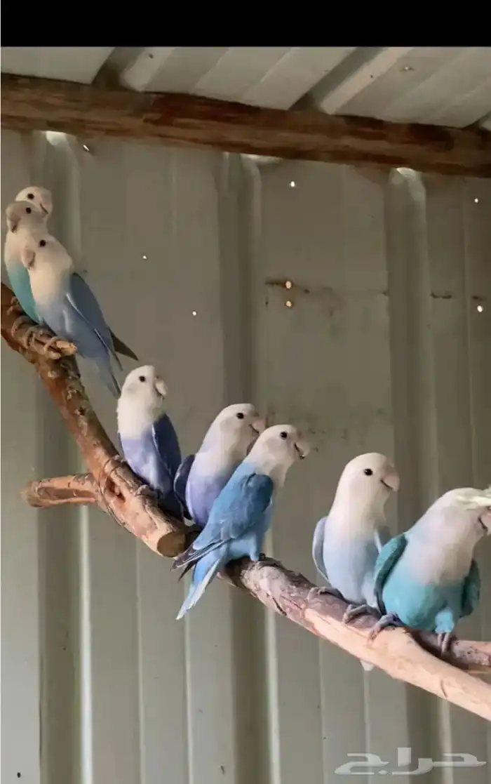 اجوز روز واجوز ياسمين 1