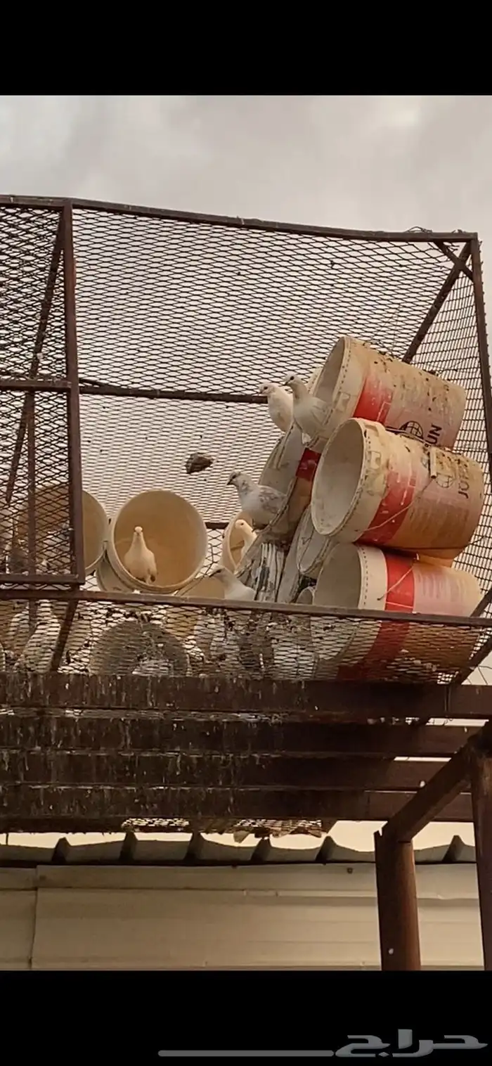 حمام للبيع 1