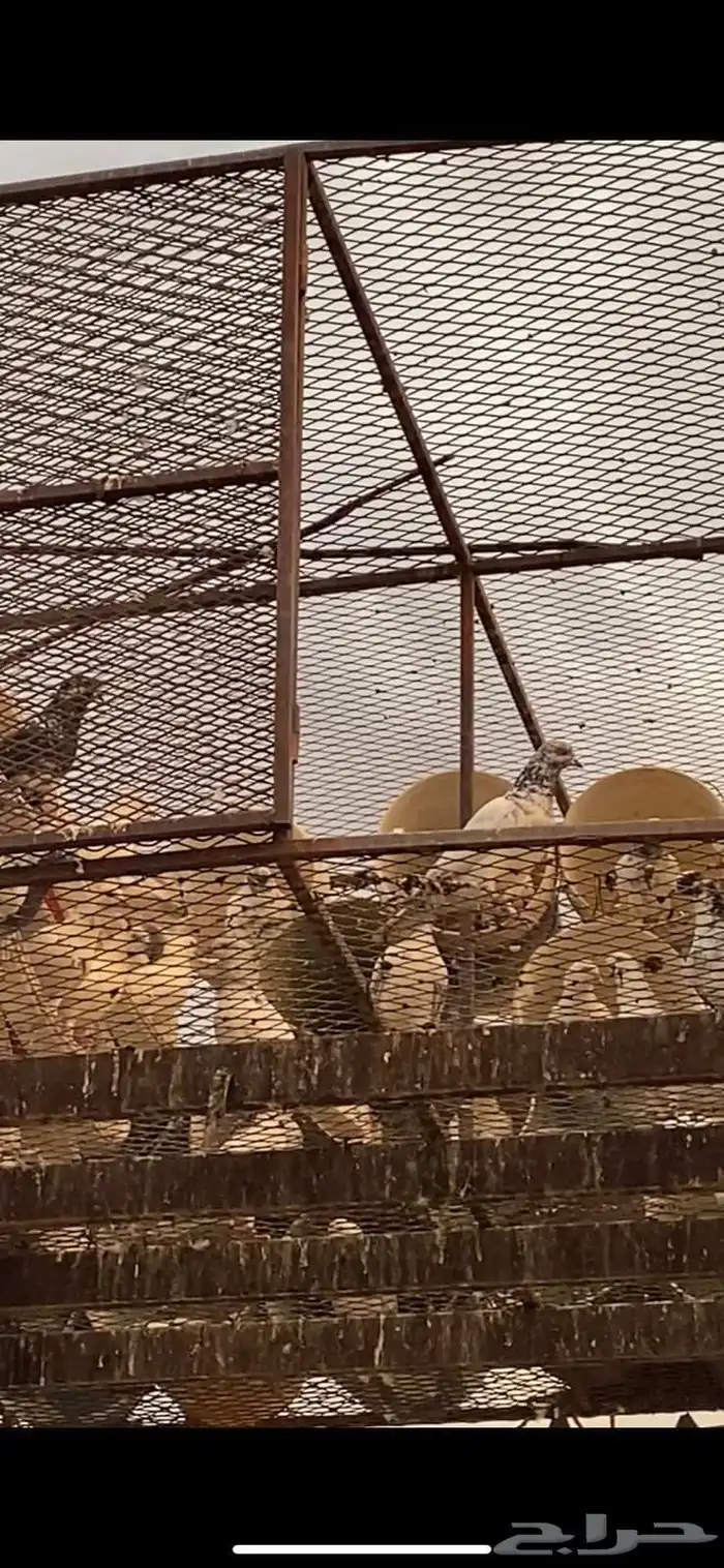 حمام للبيع 2