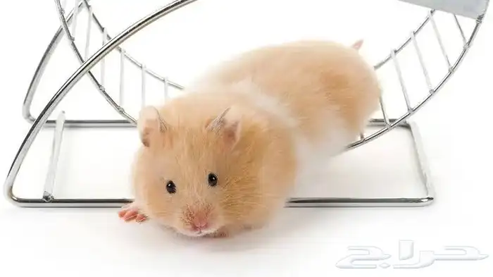 هامستر الفيه جدا  جدا 0