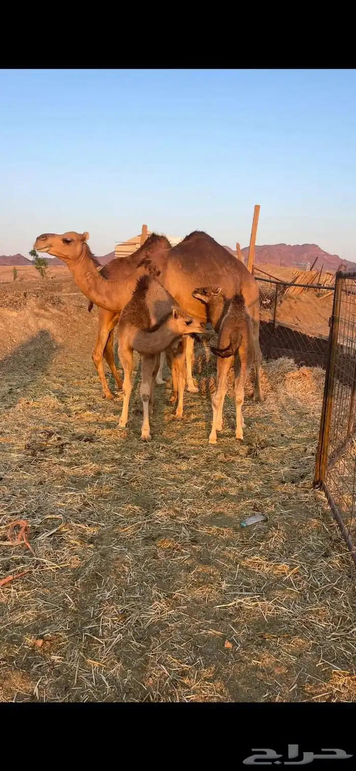 خلفات2 منايح طيبات للبيع 4