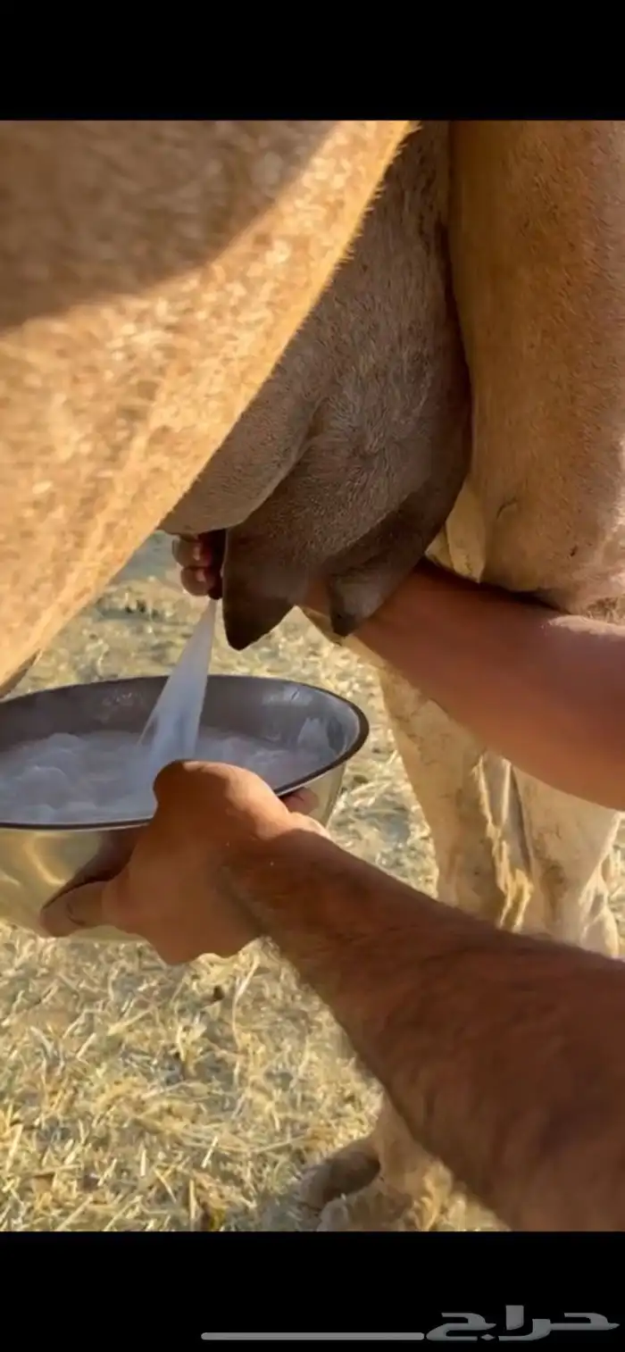 خلفات2 منايح طيبات للبيع 11