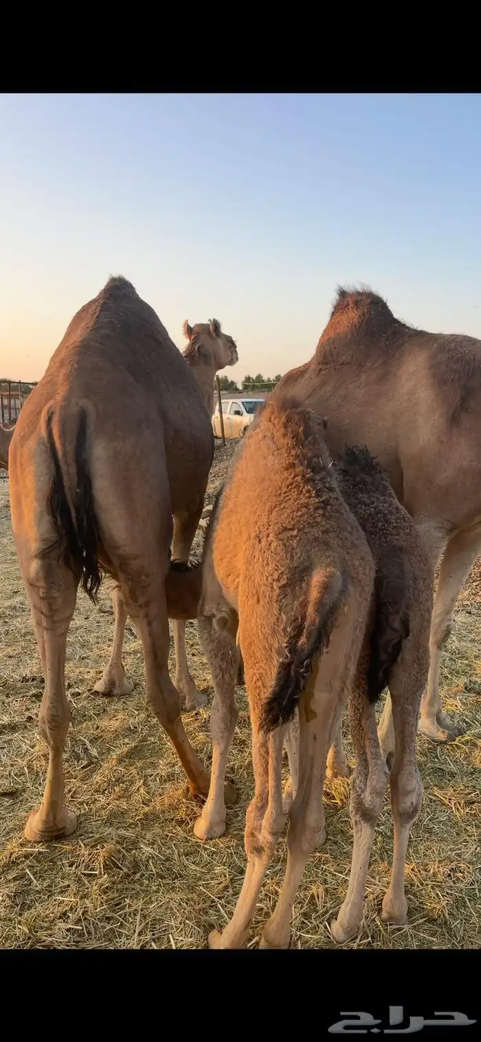 خلفات2 منايح طيبات للبيع 8