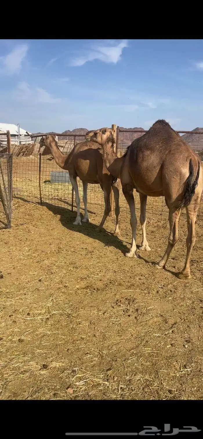 خلفات2 منايح طيبات للبيع 7