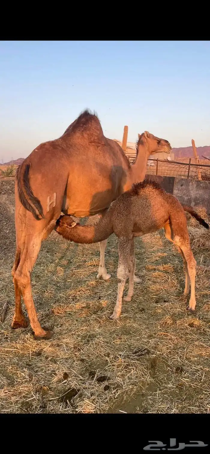خلفات2 منايح طيبات للبيع 6