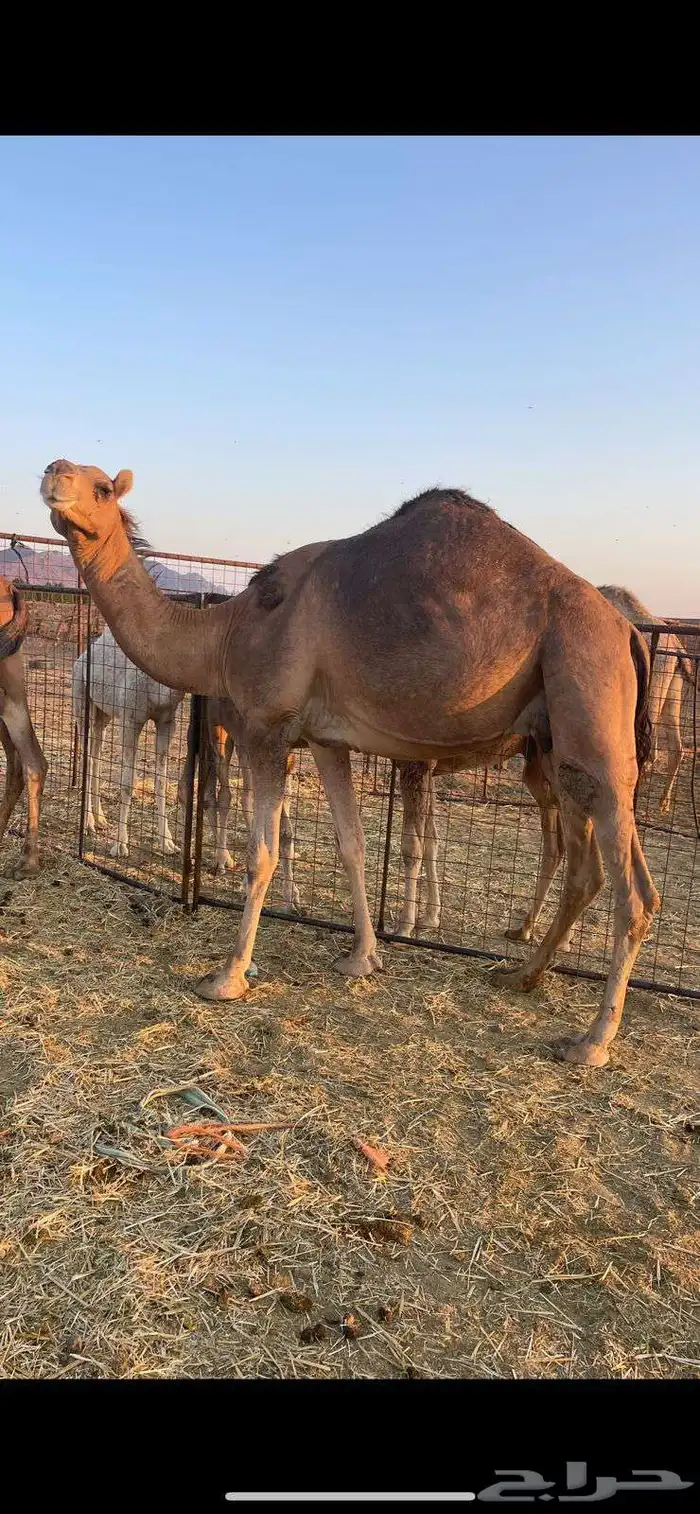 خلفات2 منايح طيبات للبيع 5