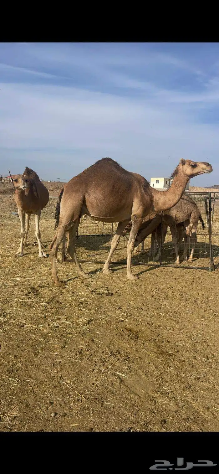 خلفات2 منايح طيبات للبيع 0