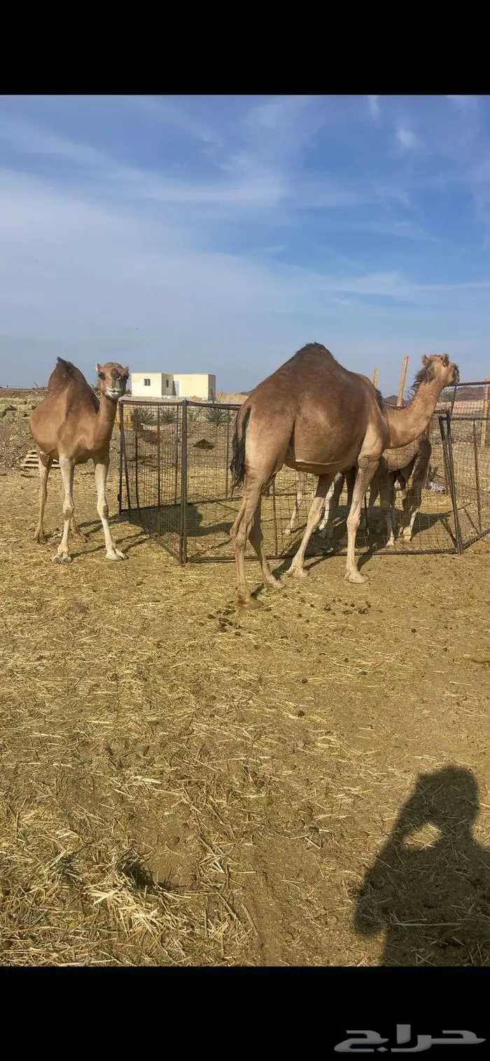 خلفات2 منايح طيبات للبيع 3