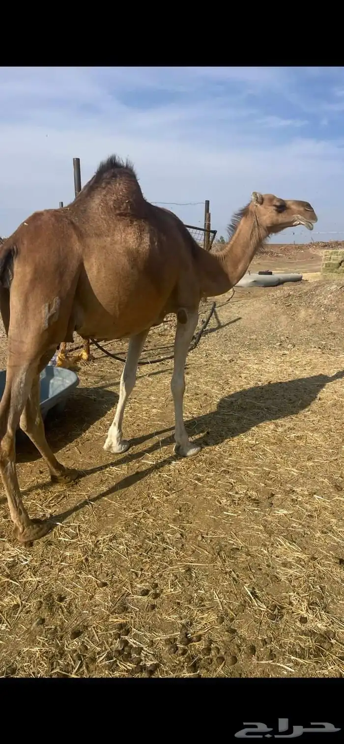 خلفات2 منايح طيبات للبيع 2