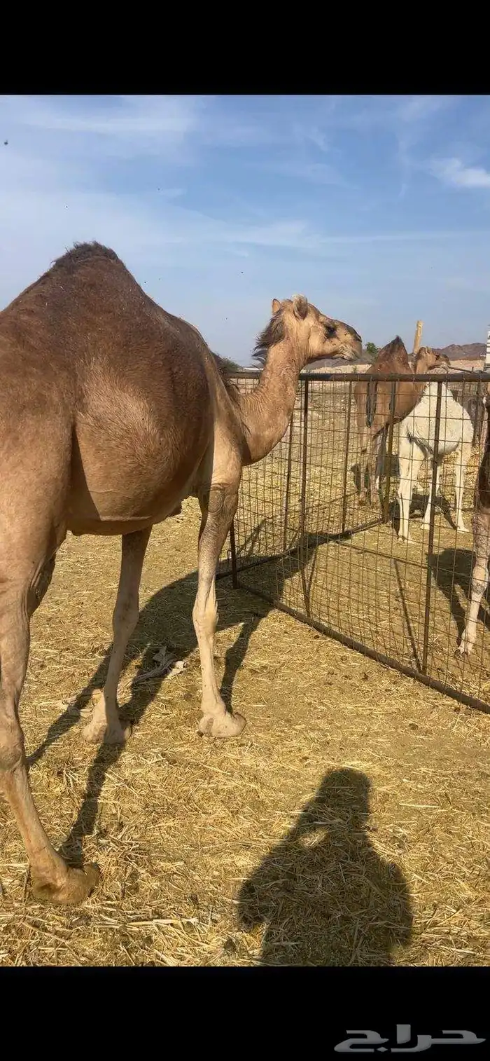 خلفات2 منايح طيبات للبيع 9