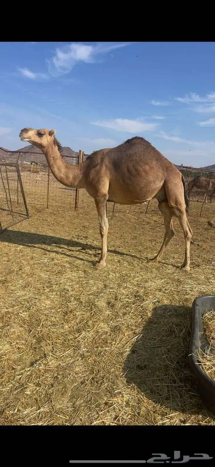 خلفات2 منايح طيبات للبيع 1