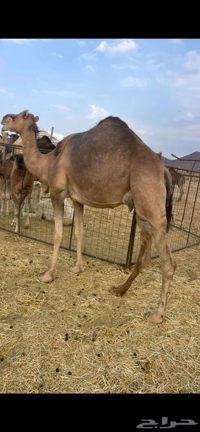 خلفات2 منايح طيبات للبيع 10