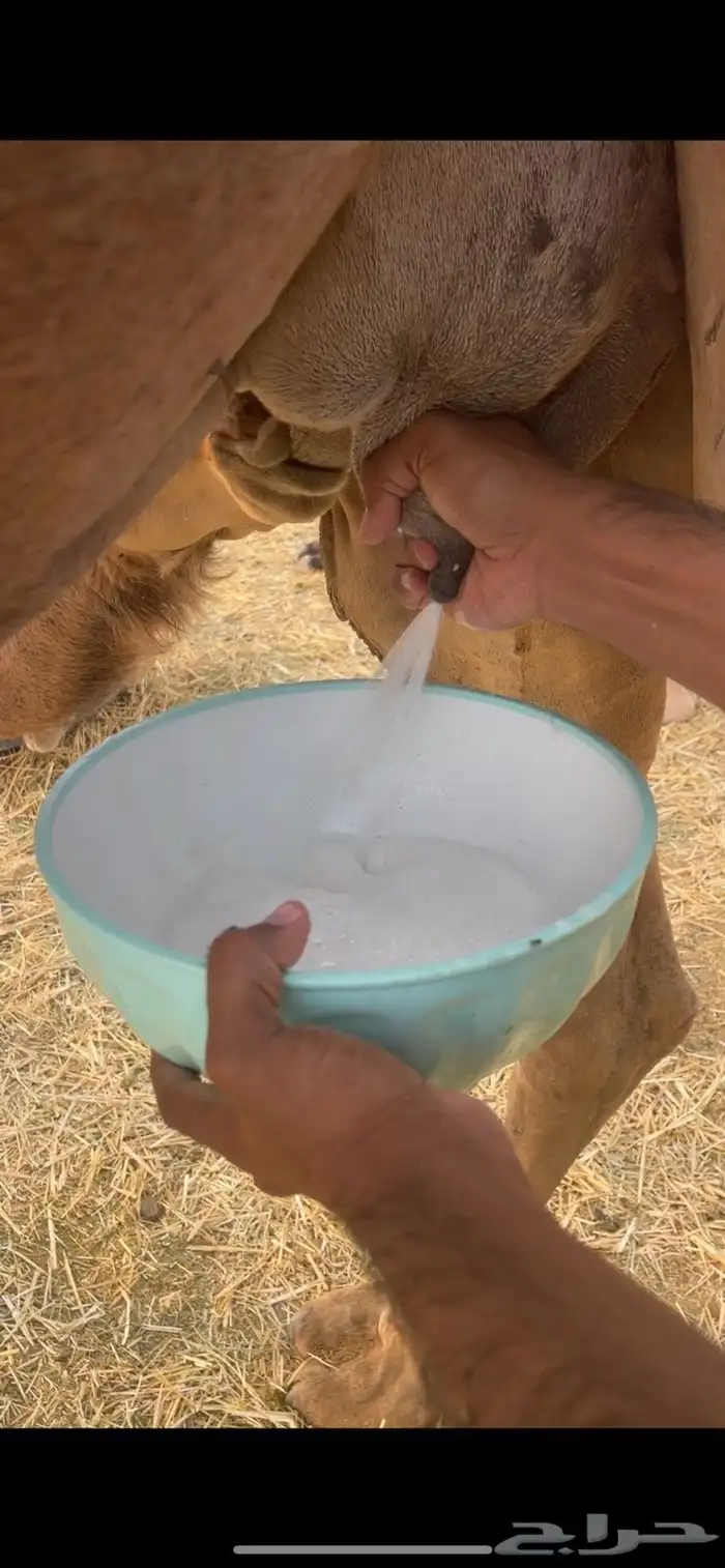 خلفات2 منايح طيبات للبيع 12