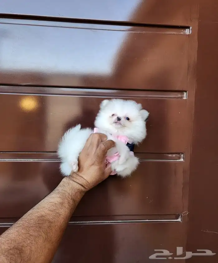 كلب بومرينيان Pomeranian T-cup 4