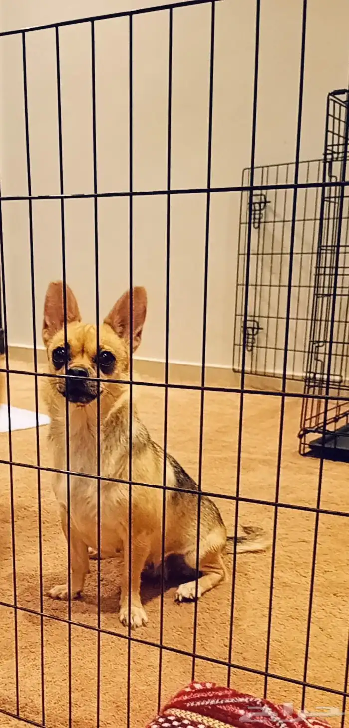 كلب شيواوا مكسيكي تي كب فيس التفاحه 2