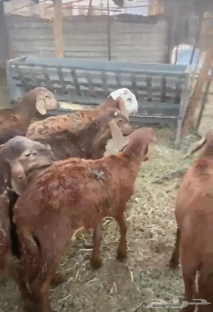 سواكن تربيه 3 اشهر 0