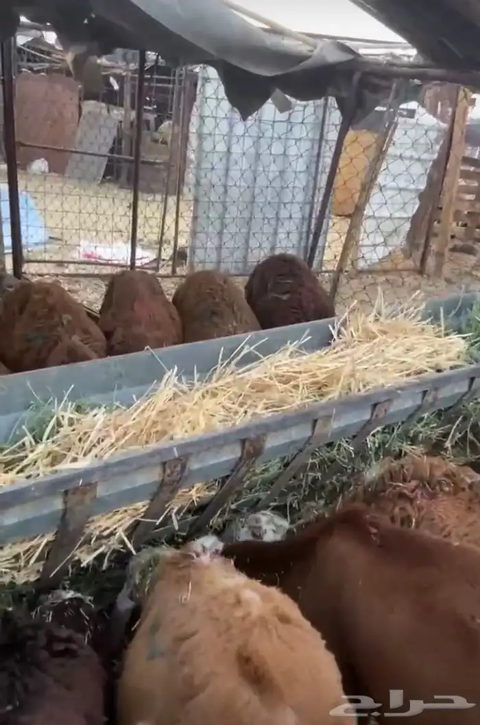 سواكن تربيه 3 اشهر 2