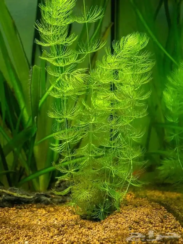 نبات ماء foxtail عرض 0