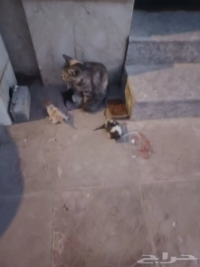 قطه انقاذ مع 6 اطفال 0