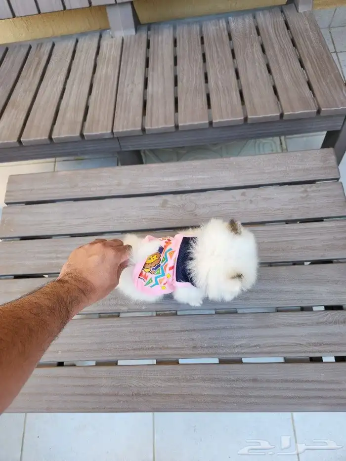 كلب بومرينيان Pomeranian T-cup 2