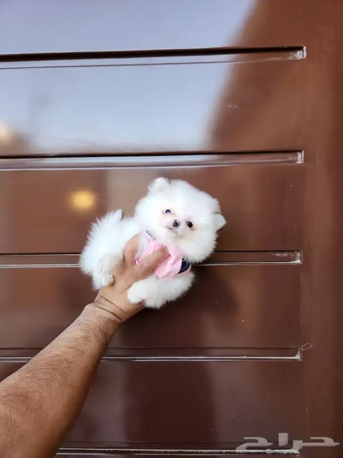 كلب بومرينيان Pomeranian T-cup 0