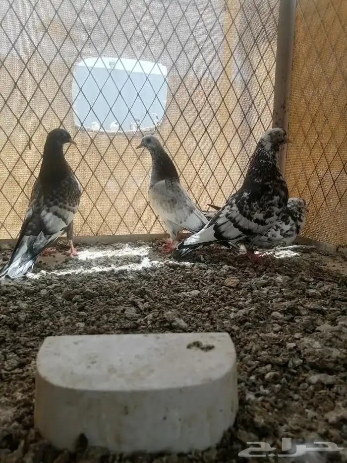 اربعه ازواج للبيع قطايف 3