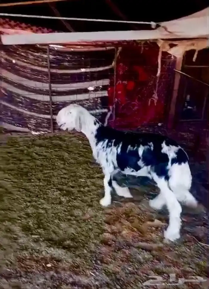 مشروع فحل نجدي فاخر 2