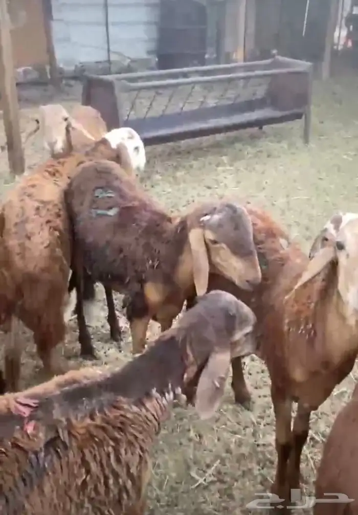 سواكن تربيه 3 اشهر 1