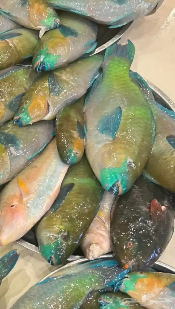 اسماك صيد اليوم 0