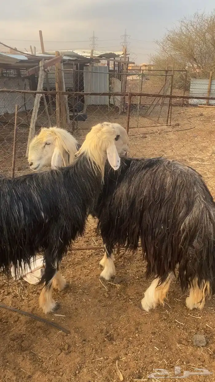 سواكن تربيه 3 اشهر 3