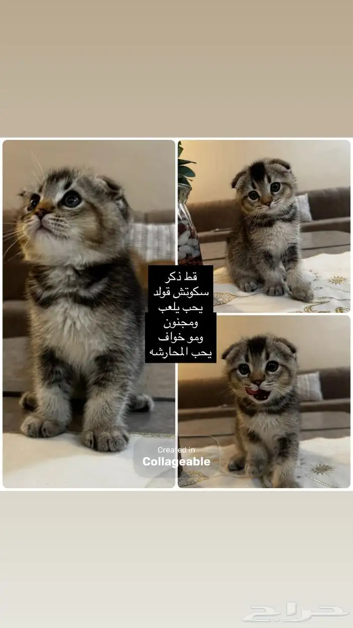 قطط سكوتش قولد 2