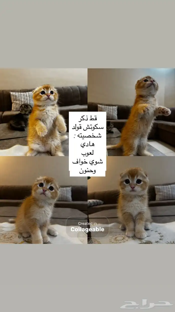 قطط سكوتش قولد 1