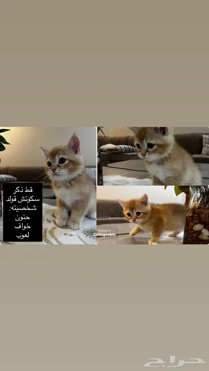 قطط سكوتش قولد 3