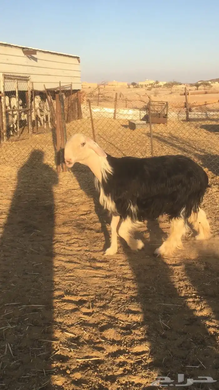 فحل نجدي صنف فاخر 2