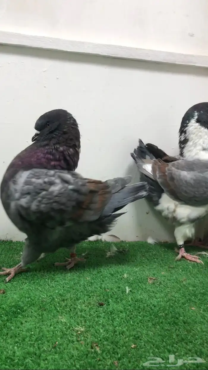 جوز كنق فاخر 1